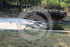 Fish Eating Crocodile in Indira  Gandhi Zoological Park photo