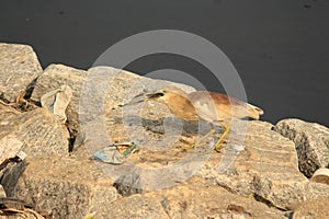 Fish eating heron in a polluted lake. Crap, garbage, and plastics and innocent birds who doesn& x27;t know that theat.