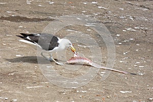 Fish-Eating Seagull