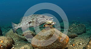 Fish eating shellfish underwater