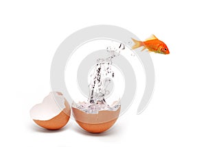 Fish and egg photo