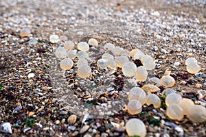 Fish eggs in the Lighthouse of the city of La Paloma in Rocha in Uruguay