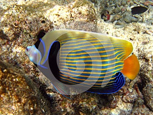 Fish : Emperor Angelfish