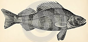 The fish - European perch (Perca fluviatilis).