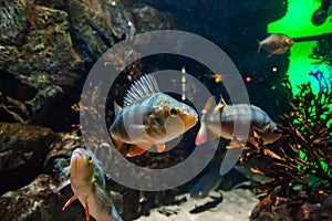 Fish European perch - perca fluviatilis, in aquarium