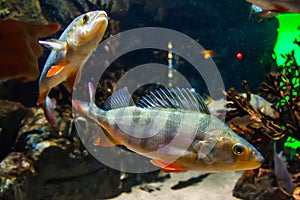 Fish European perch - perca fluviatilis, in aquarium