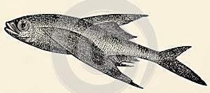 The fish - Exocoetus volitans.