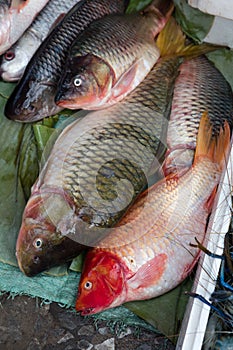 Fish exposed in Laos