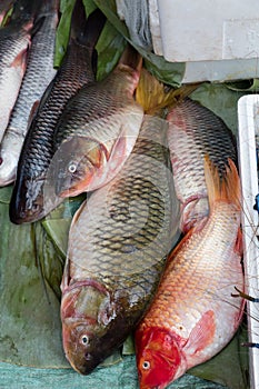 Fish exposed in Laos photo