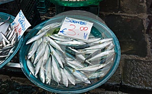 Fish exposed in market