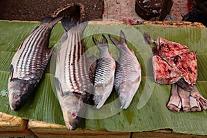 Fish at market