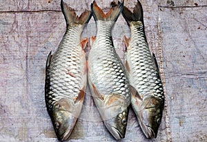 Fish at market