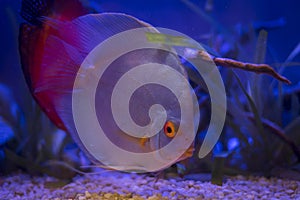 Fish eye access discus in the aquarium photo