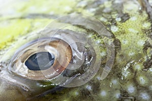 Fish Eye Close-Up(Java rabbitfish, Bluespotted spine fish).