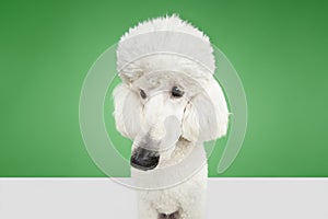 Fish eye. Funny muzzle of purebred dog, white poodle isolated on green studio background