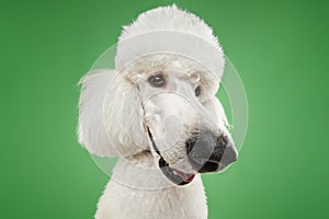 Fish eye. Funny muzzle of purebred dog, white poodle isolated on green studio background