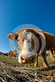 Fish-eye lens view of cow head