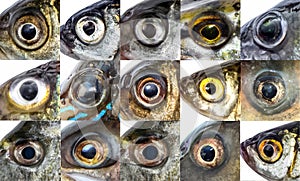 Fish eye lively fresh. Fisheye set photo