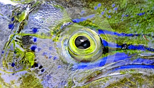 Fish eye of mahi-mahi