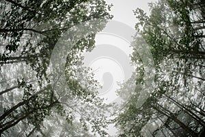 Fish-eye photo from below of the green thin tall tree trunks forest covered with a white fog