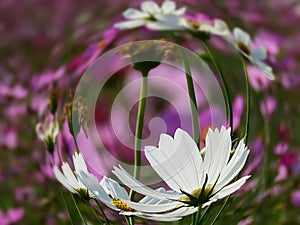 Fish eyes iew White cosmos lowers on pink flower field background photo