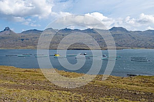 Fish farm in Berufjordur fjord in eastern Iceland from Ring Road on sunny day. photo