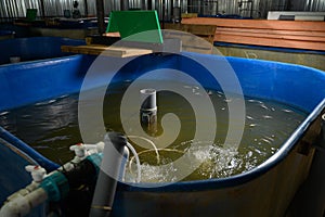 Fish farm for breeding sturgeon.Pool for breeding sturgeon fish