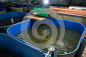Fish farm for breeding sturgeon.Pool for breeding sturgeon fish