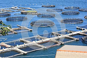 Fish farm in La Spezia Italy