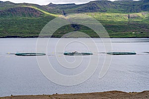 Fish farm nets, near Djupivogur town in Eastern Iceland. Berufjordur fjord landscape photo