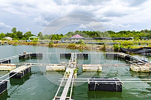 Fish farm in the pond.