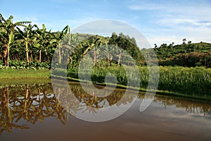 Fish Farm Pond in Uganda, Africa