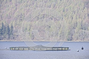 Fish farm salmon nets in natural environment Loch Tay Perthsire Scotland