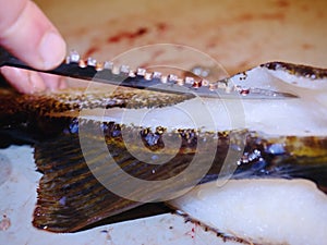 Fish farm slaughterer hands gutting cod, the codfish. Man hand is filleting freshly caught fish