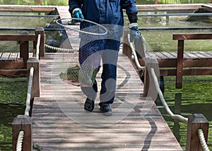 Fish farm worker goes on wooden bridges and carries a hoop-net w