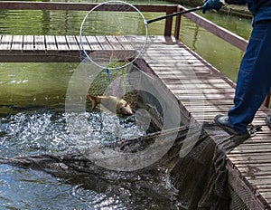 Fish farm worker pulls a hoop-net with carp out of water