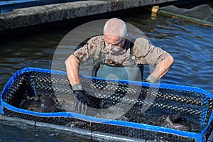 Fish farmer inspecting fist growth