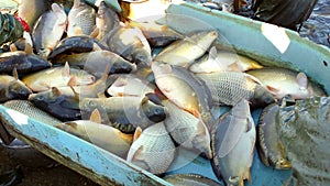 Fish Farming-Carps in the Fishpond