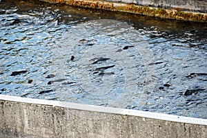 fish farming in France