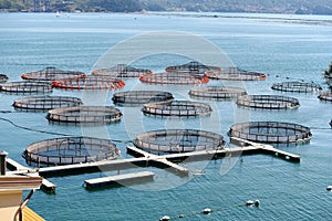 Fish farming in La Spezia, Italy