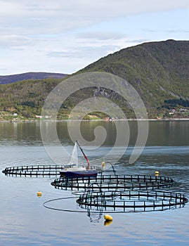 Fish farming photo