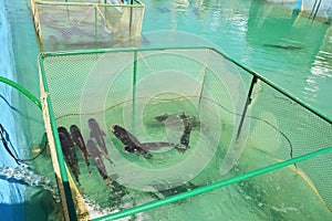 Fish farming in tanks, a net cage as a form of aquaculture, when fish, grass carp, Ctenopharyngodon idella is raised to be sold