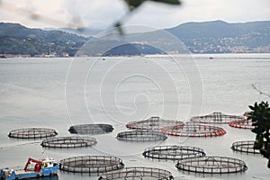 Fish farms in Ligurian riviera, Italy