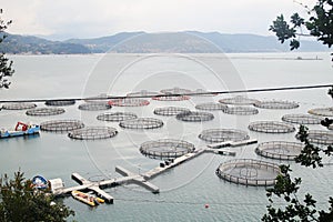 Fish farms in Ligurian riviera, Italy