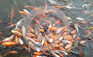 the fish are fed before being fished