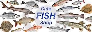 Fish feed bait. Fish set isolated on white background. Feeding Fish.  Fish shop, cafe, restaurant