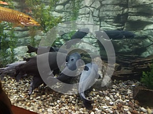 Fish feeding in large aquarium