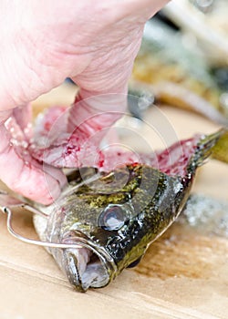 Fish fileting - Food Preparation