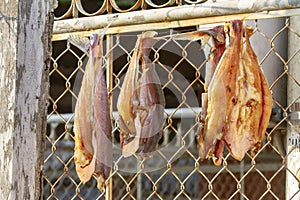 Fish filets drying on fence