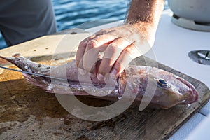 Fish Filleting